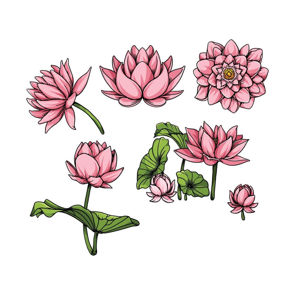 Lotus flower in many color and texture vector