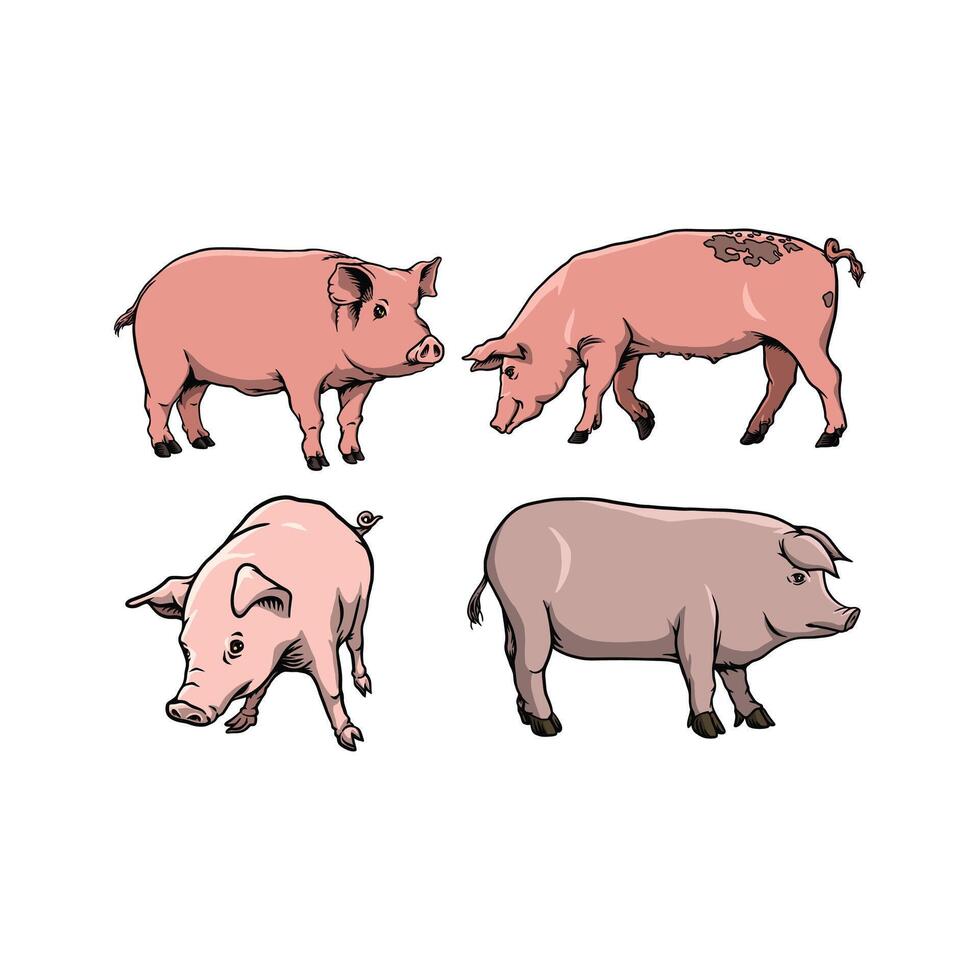 Pig animal many colors vector