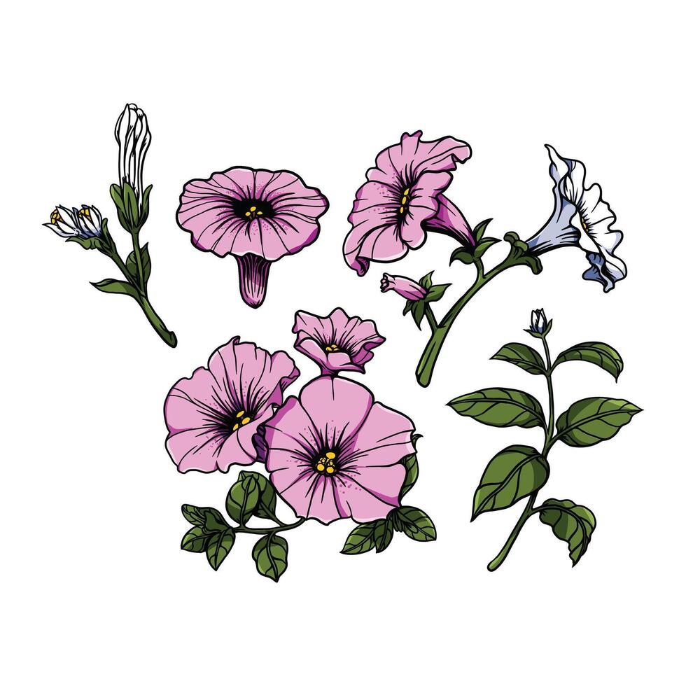 Petunia 2 flowers in many color and texture vector