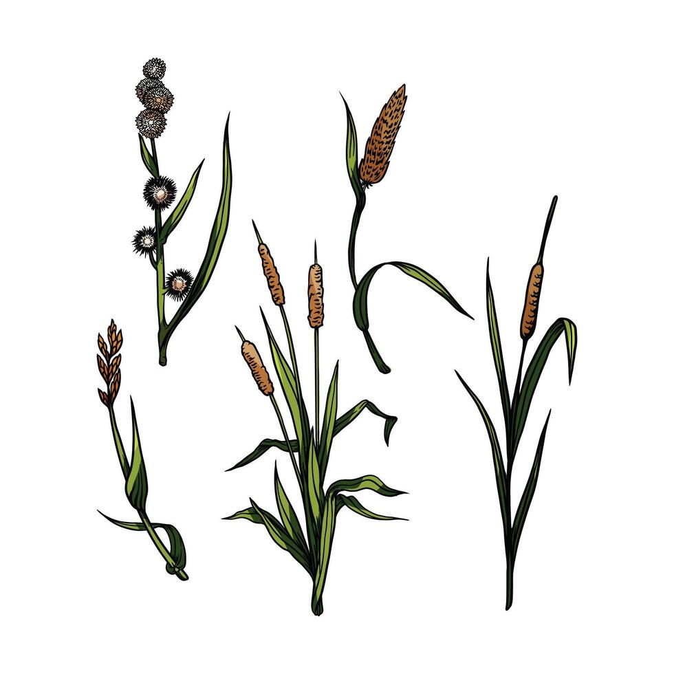 reeds in many color and texture vector