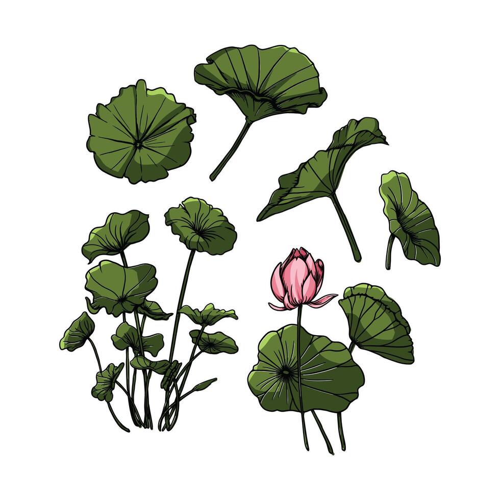 Lotus Leaf easy to change and color vector