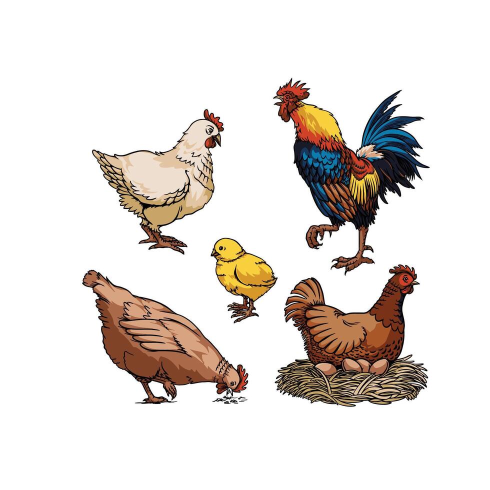 Chicken collection in vintage style vector