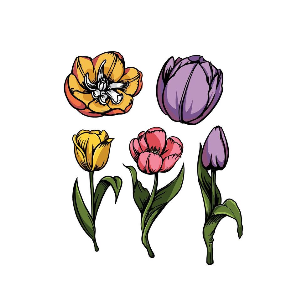 Tulips flowers hand drawn vector