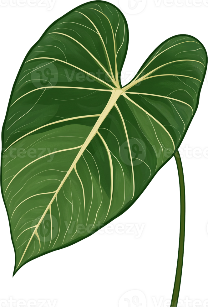 A large green leaf with white veins png