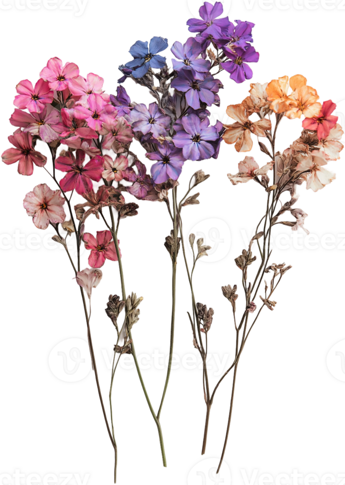 a bunch of dried flowers on a transparent background png