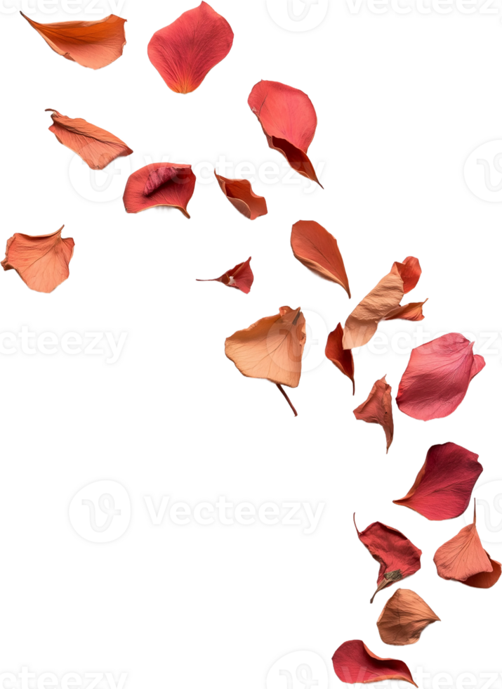 red petals falling from the sky on a transparent background png