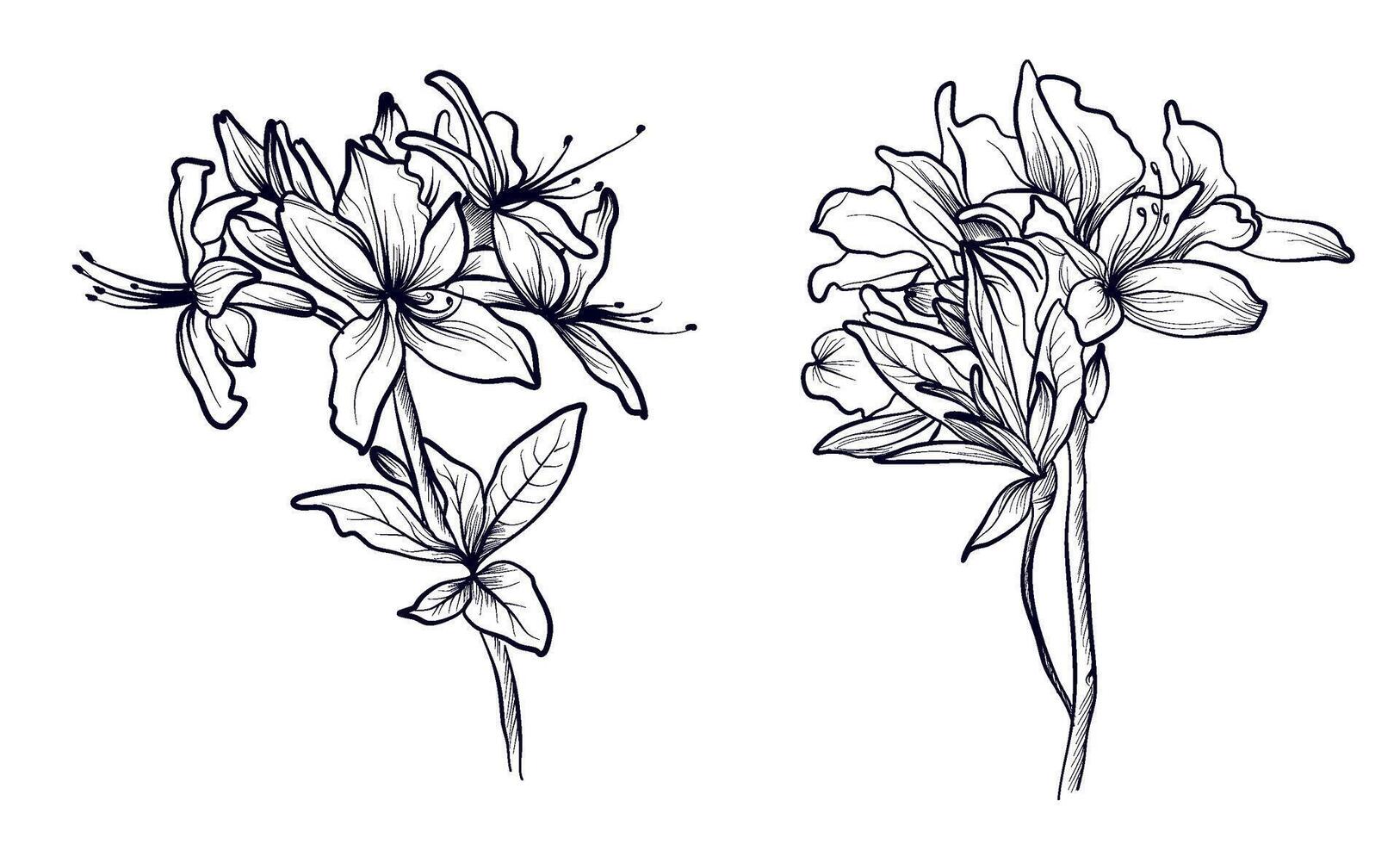 a set of black and white hand-drawn rhododendron flowers vector