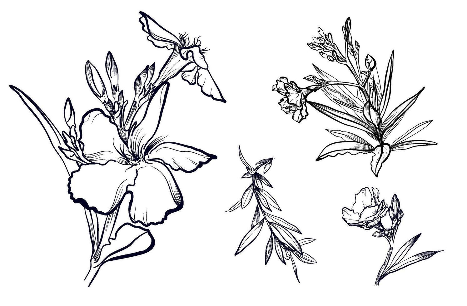 a set of black and white hand-drawn drawings of flowers and branches of oleander vector