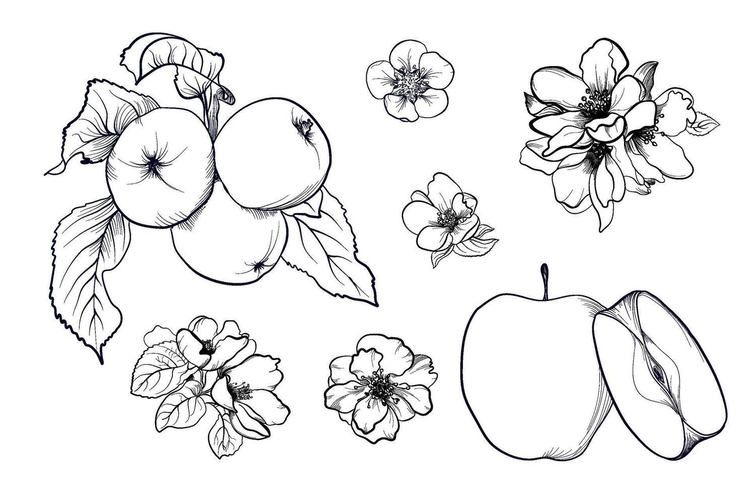 black and white hand-drawn fruit of an apple tree with flowering branches of a tree vector