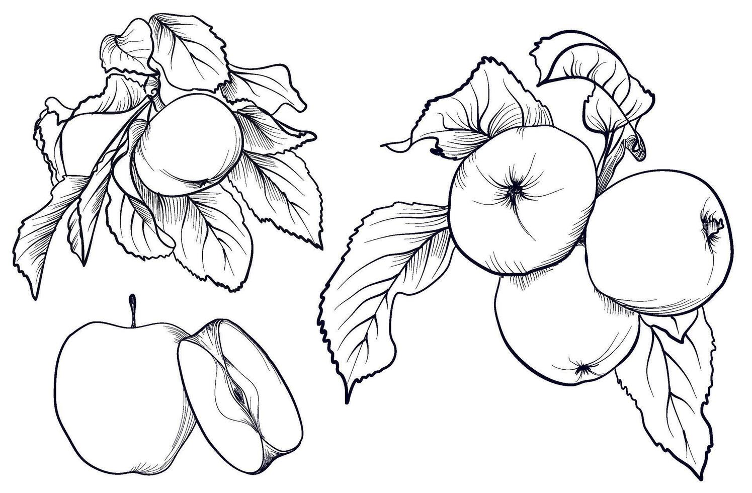 a hand-drawn drawing of a set of apple fruits on a branch vector