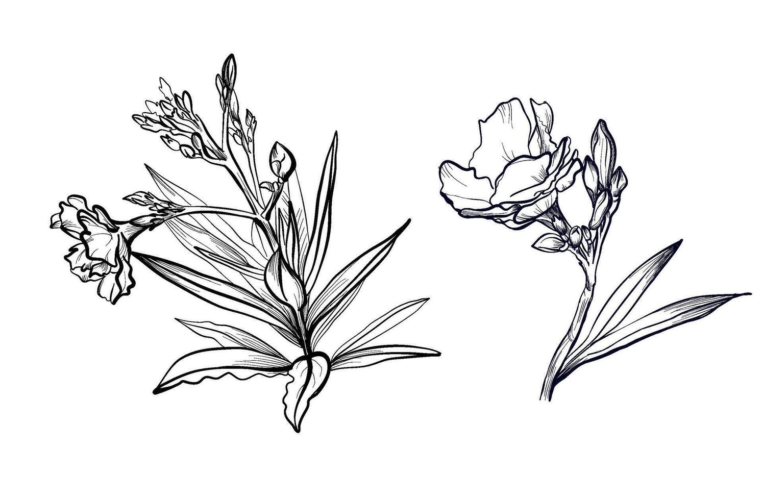 a set of hand-drawn oleander flowers illustration vector