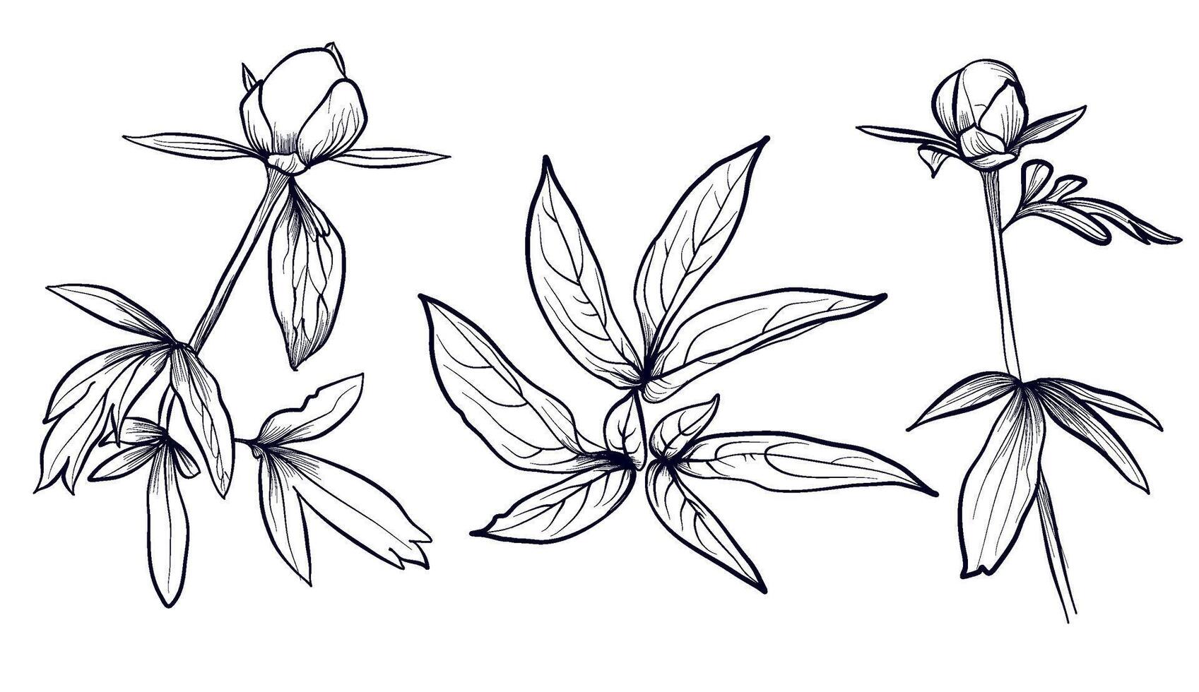 a set of hand-drawn flowers and leaves of the peony vetor vector