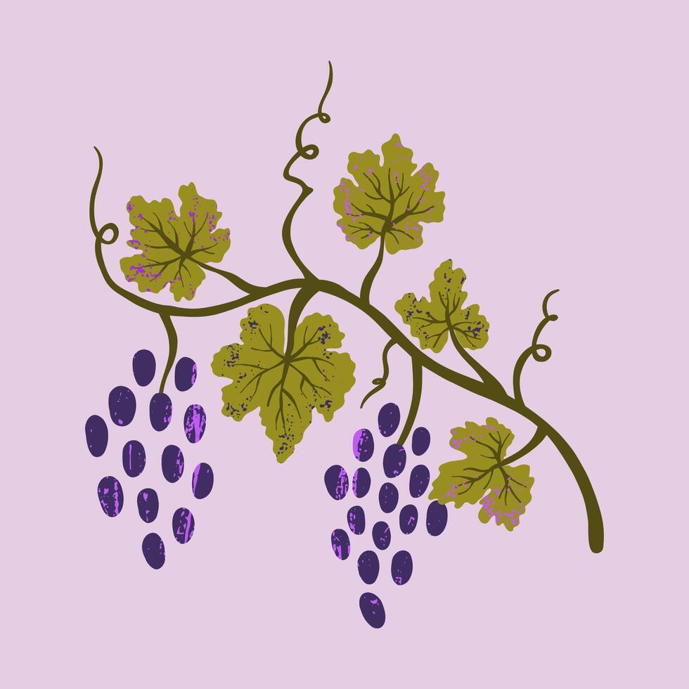 Grape vine isolated on a white background. Illustration for menu, banner, poster. vector