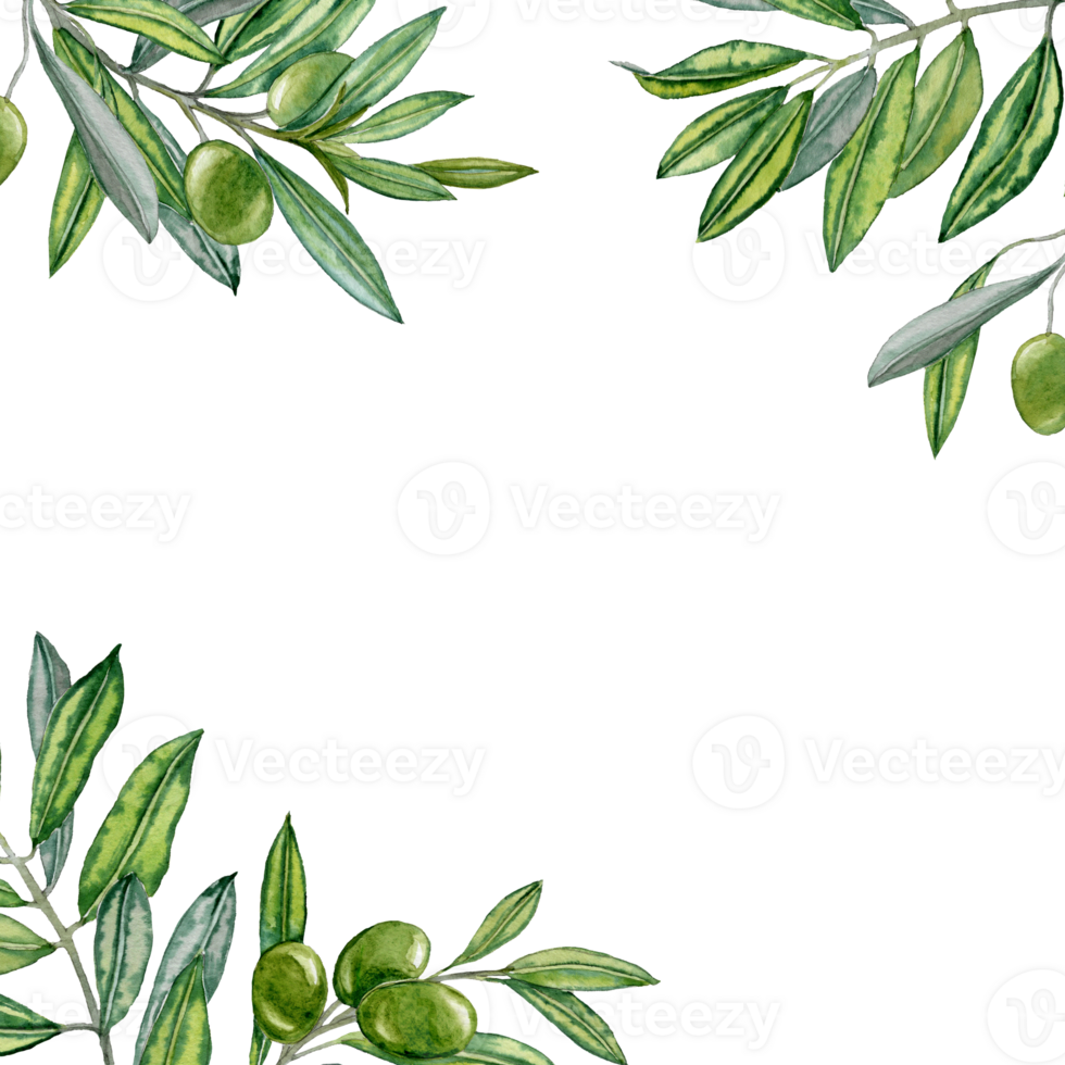 Olives Branches in the Corners of Square Card png