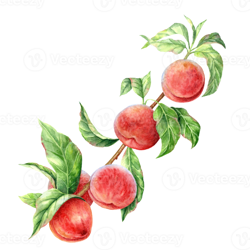 Watercolor Branch of ripe peaches png