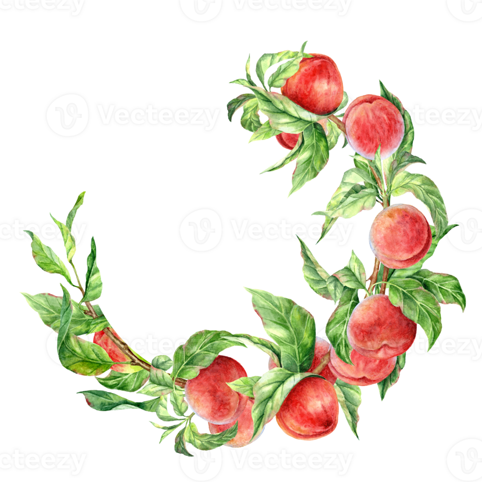 Vignette of watercolour branches and peaches png
