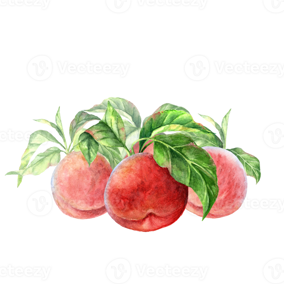 watercolor set of images of ripe peaches and leaves lying on the table png