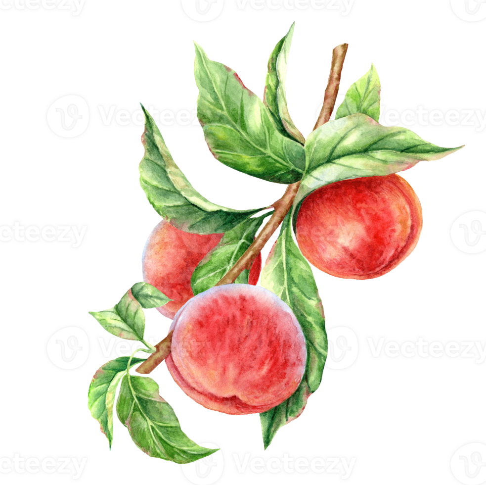 Watercolor Branch of ripe peaches png