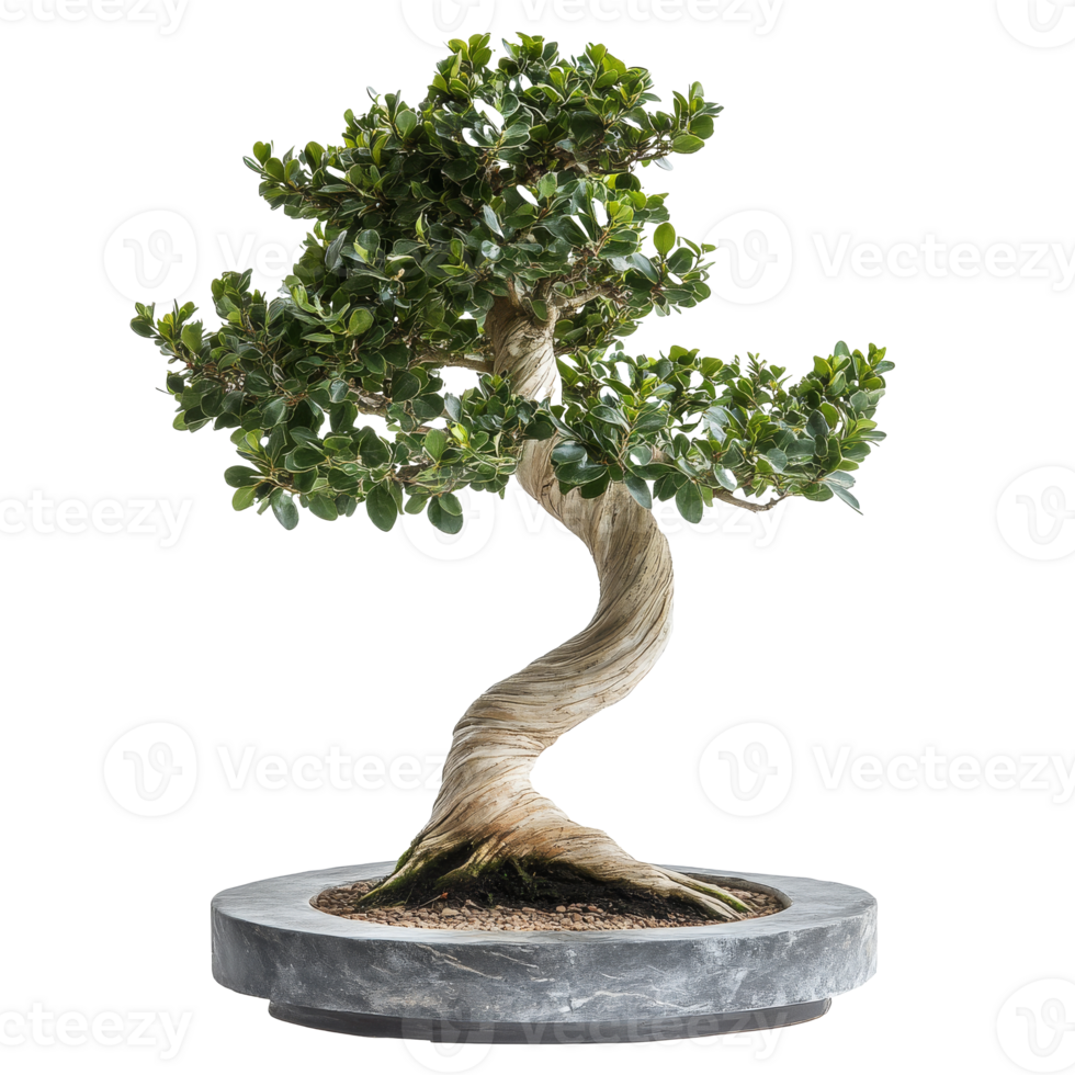 Elegant twisting bonsai tree in a modern pot transparent png