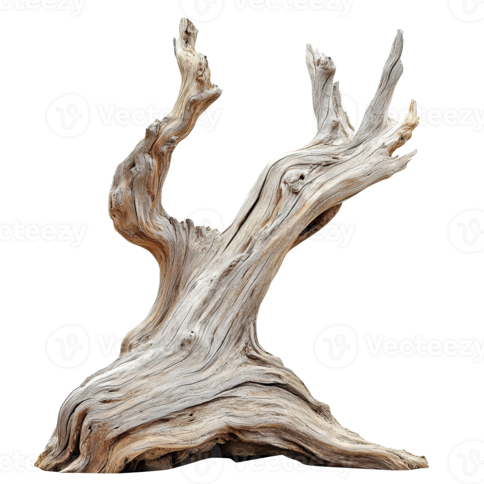 Driftwood sculpture like a tree branch transparent png