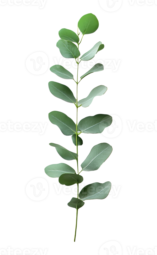 Green eucalyptus branch on a white background transparent png