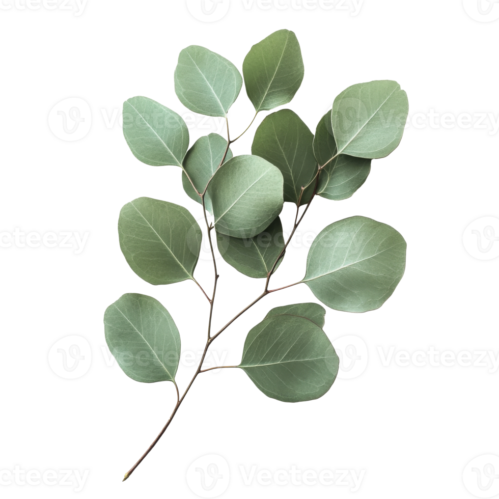 Soft green eucalyptus leaves on a white background transparent png