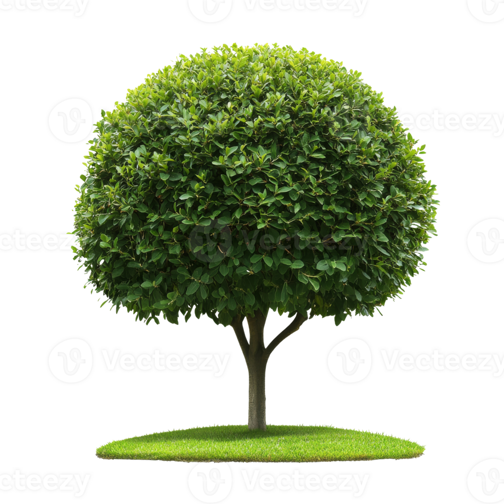 Lush spherical tree with vibrant green foliage transparent png