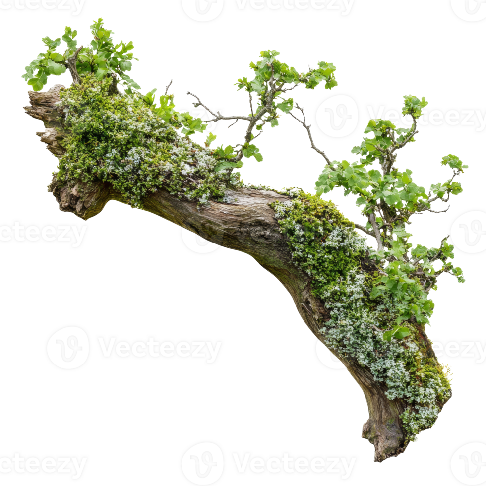Natures harmony found in a moss covered branch transparent png