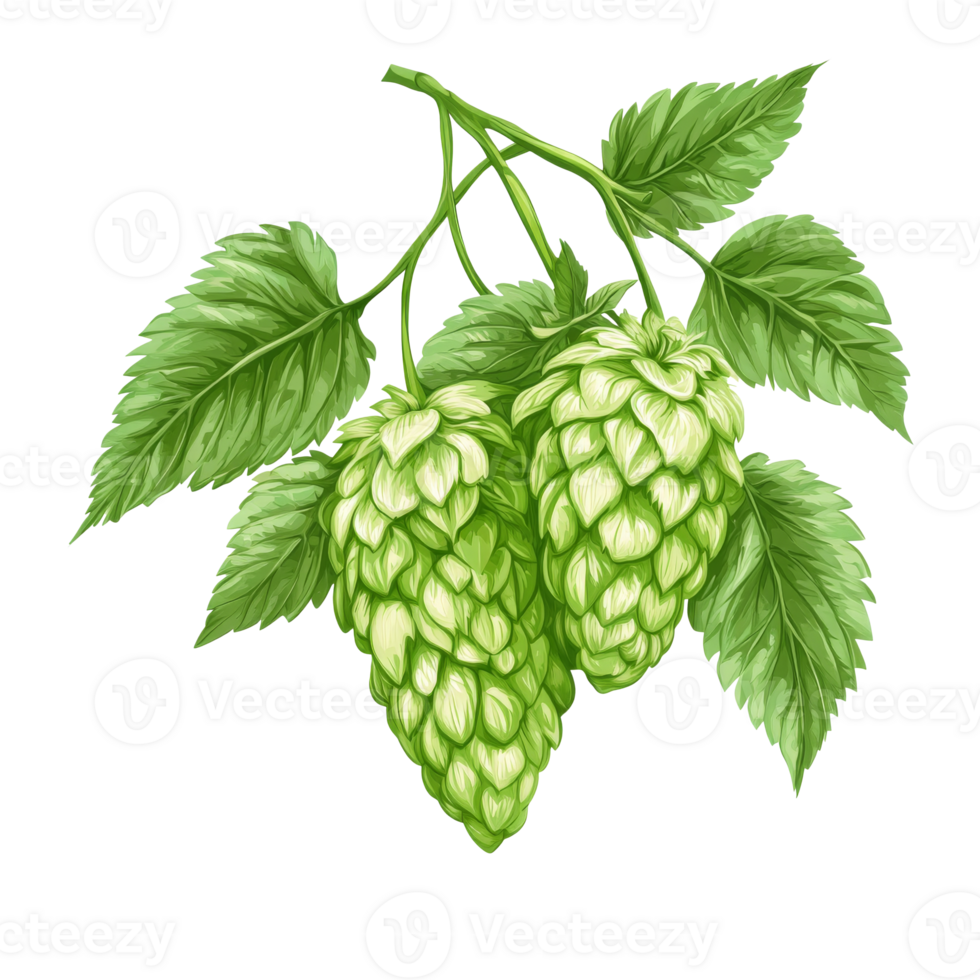 Fresh hop cones and leaves on a green stem transparent png