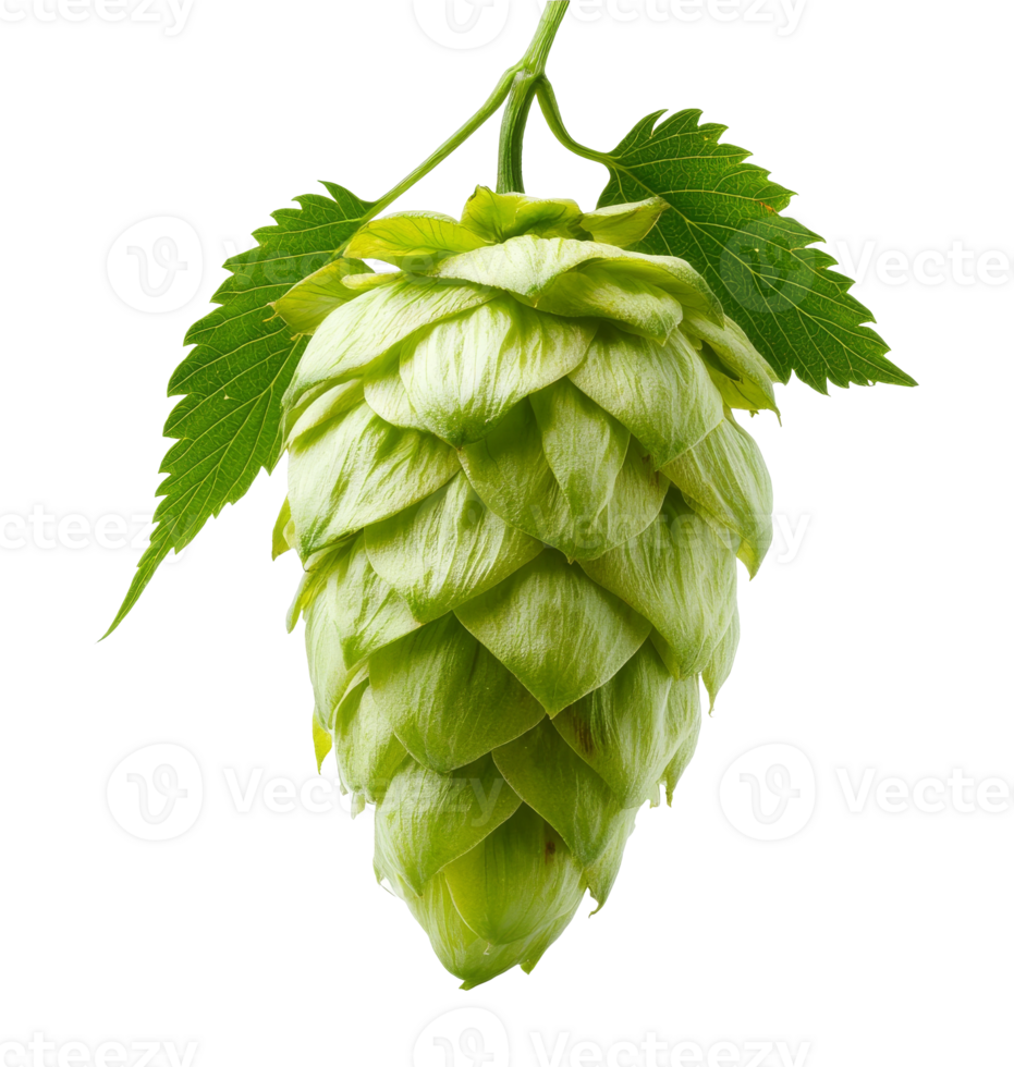 Fresh green hop cone hanging from vine leaves transparent png