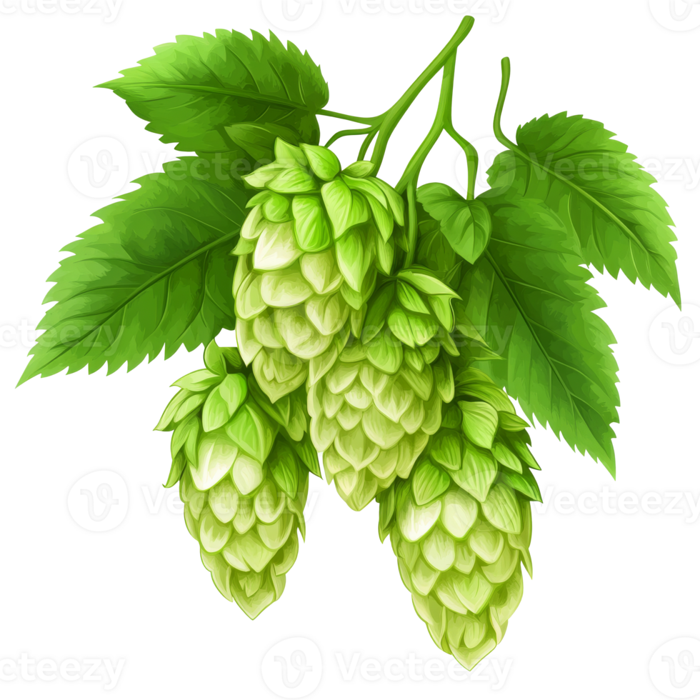 Fresh hops with green leaves on display transparent png