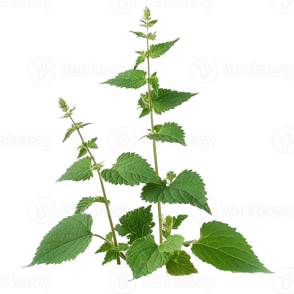 Fresh green catnip plant with lush leaves growing transparent png