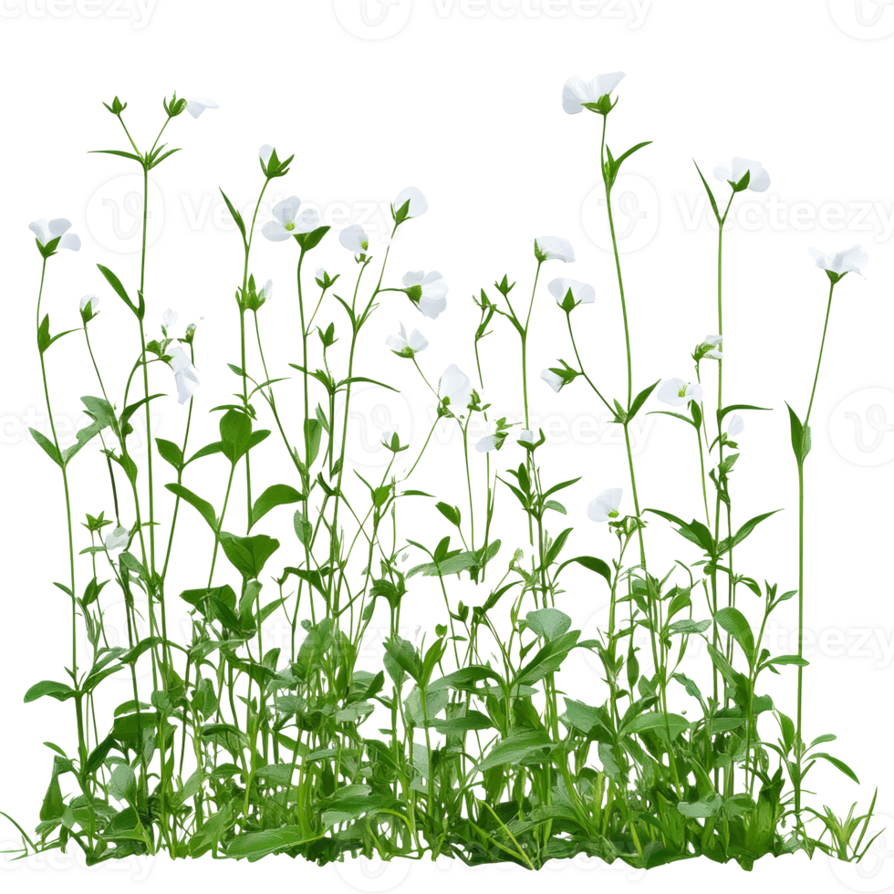 White wildflowers blooming in a lush green meadow transparent png