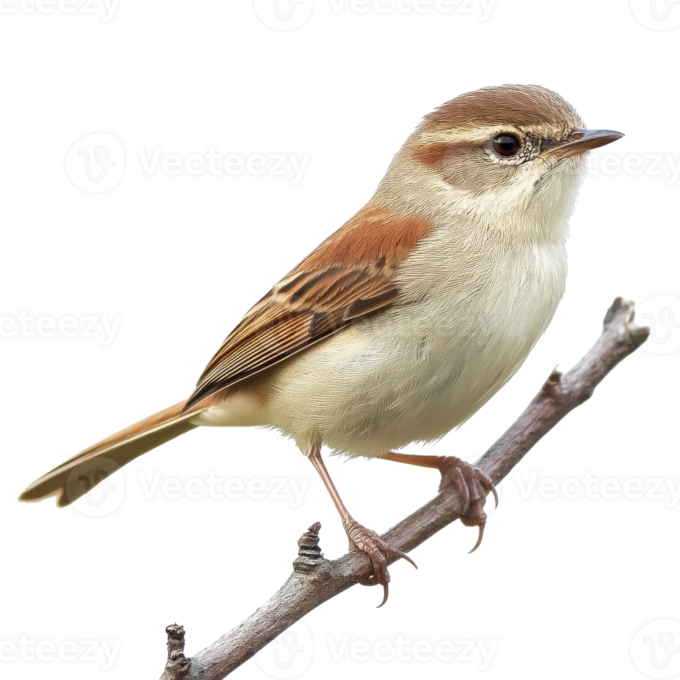 A small songbird perched on a branch in nature transparent png