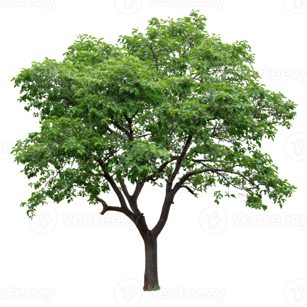 Lush green tree in full bloom during spring season transparent png