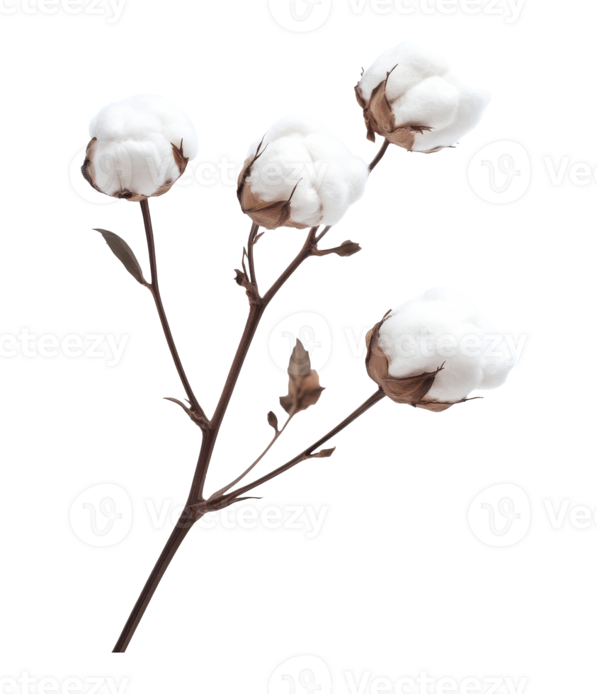 Cotton branch with fluffy white bolls transparent png