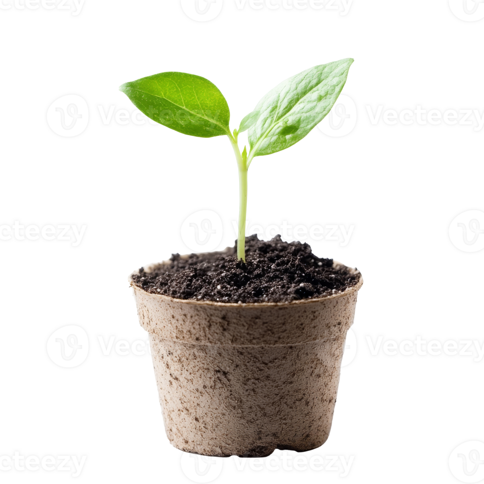 A young plant emerges from soil in a small pot transparent png