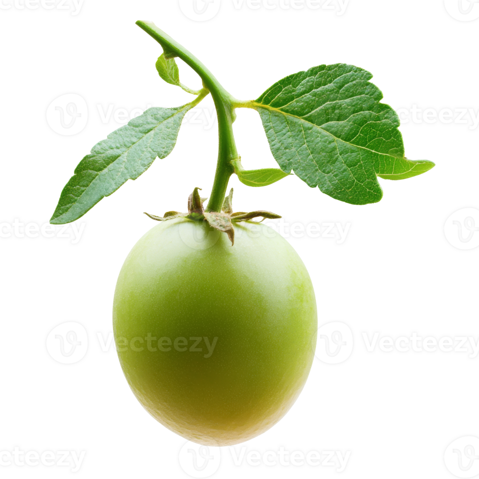 Sunlit green fruit on a branch transparent png