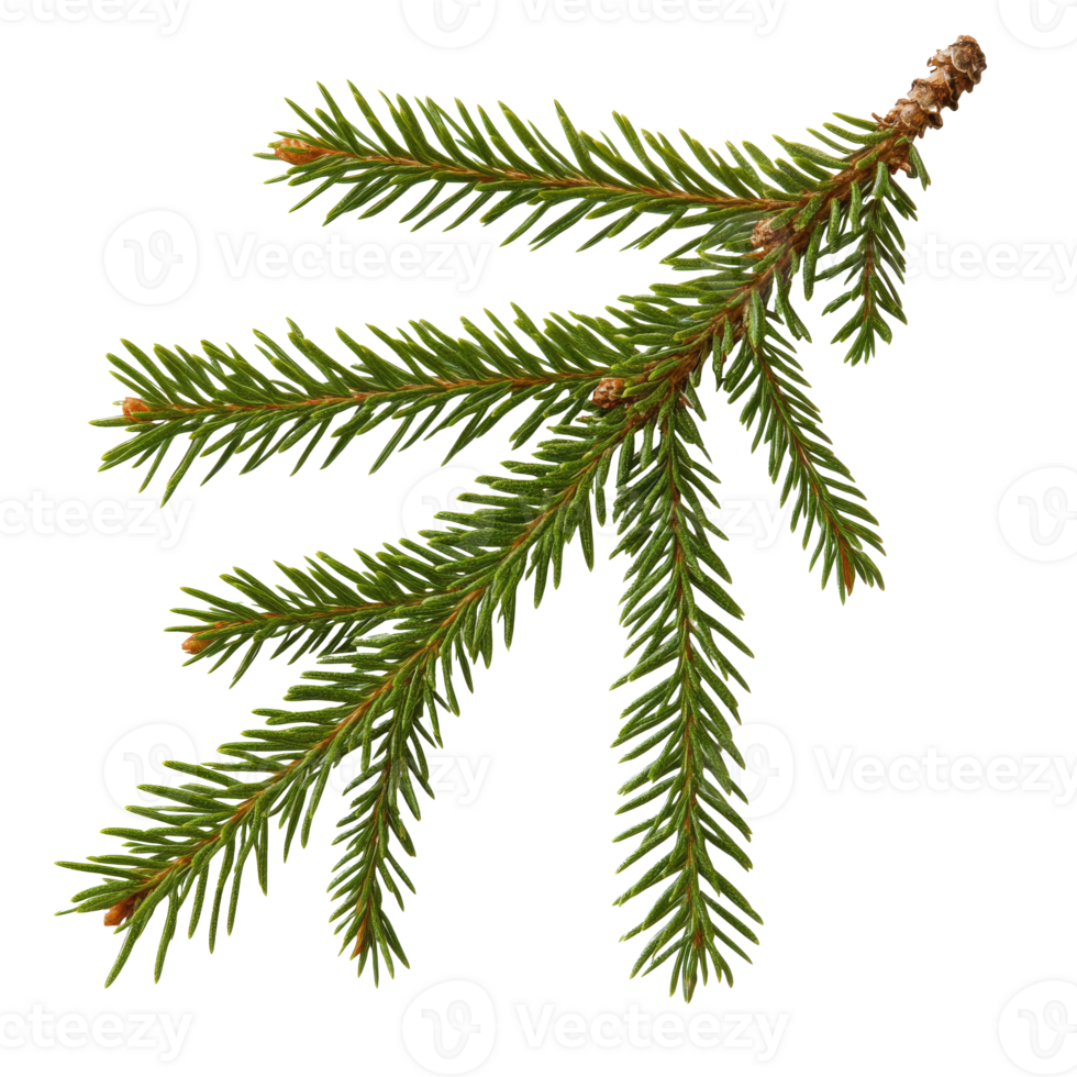Green fir branch in natural light transparent png