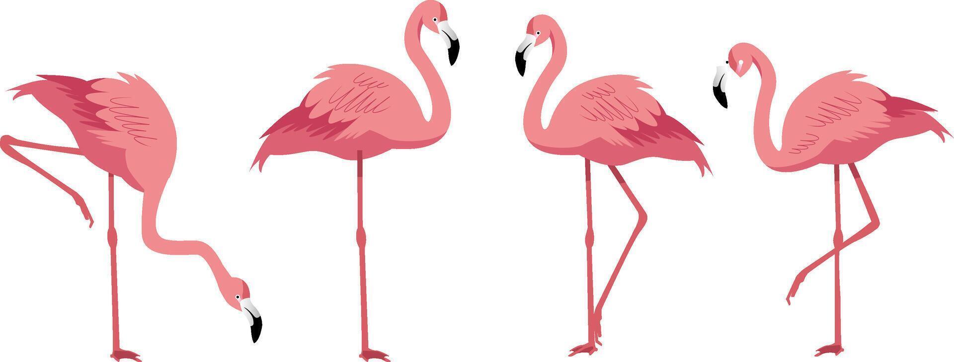 Set of four flamingo in different pose illustration vector