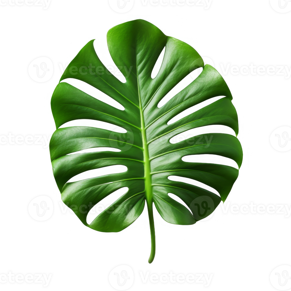 Single Monstera Deliciosa Leaf with Fenestrations on transparent background png
