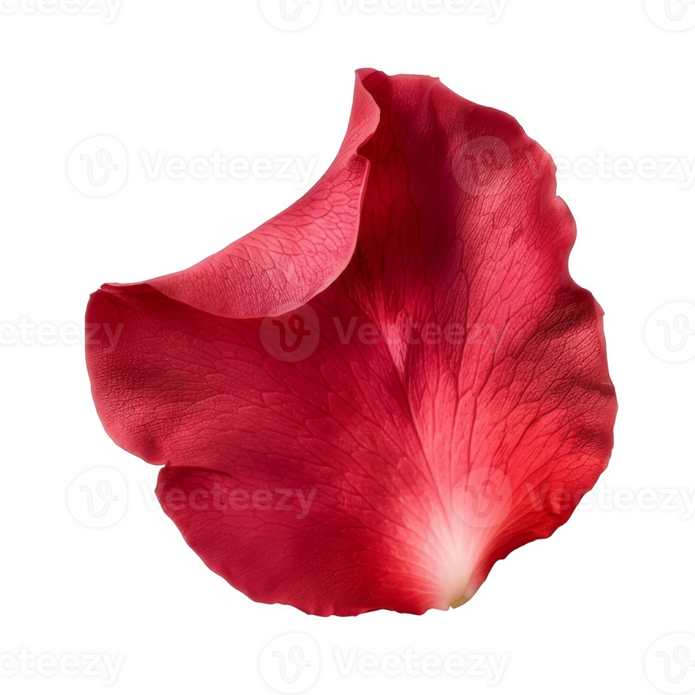 Close-up of a Single Delicate Rose Petal Against a transparent background png