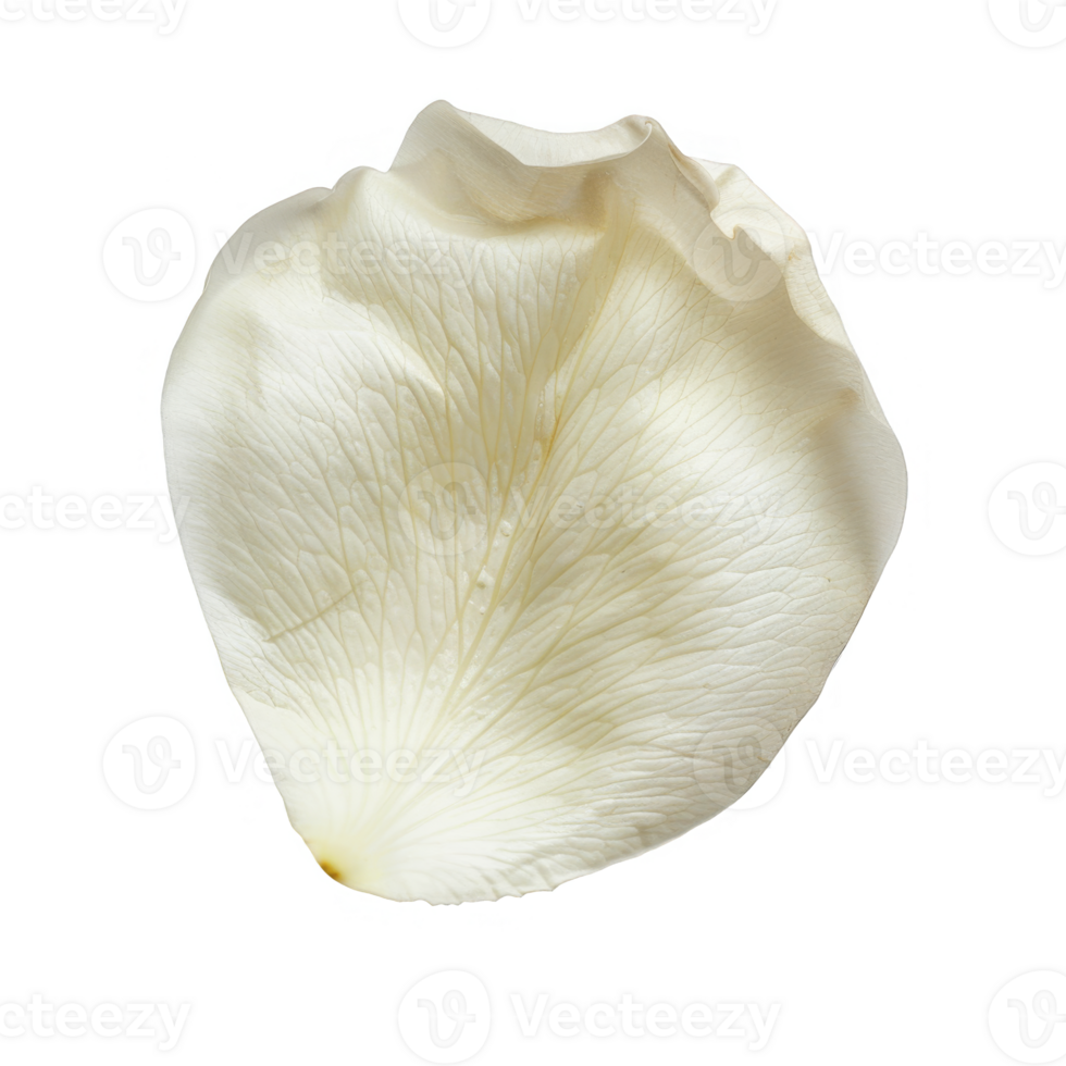 Single White Rose Petal Isolated on transparent background png