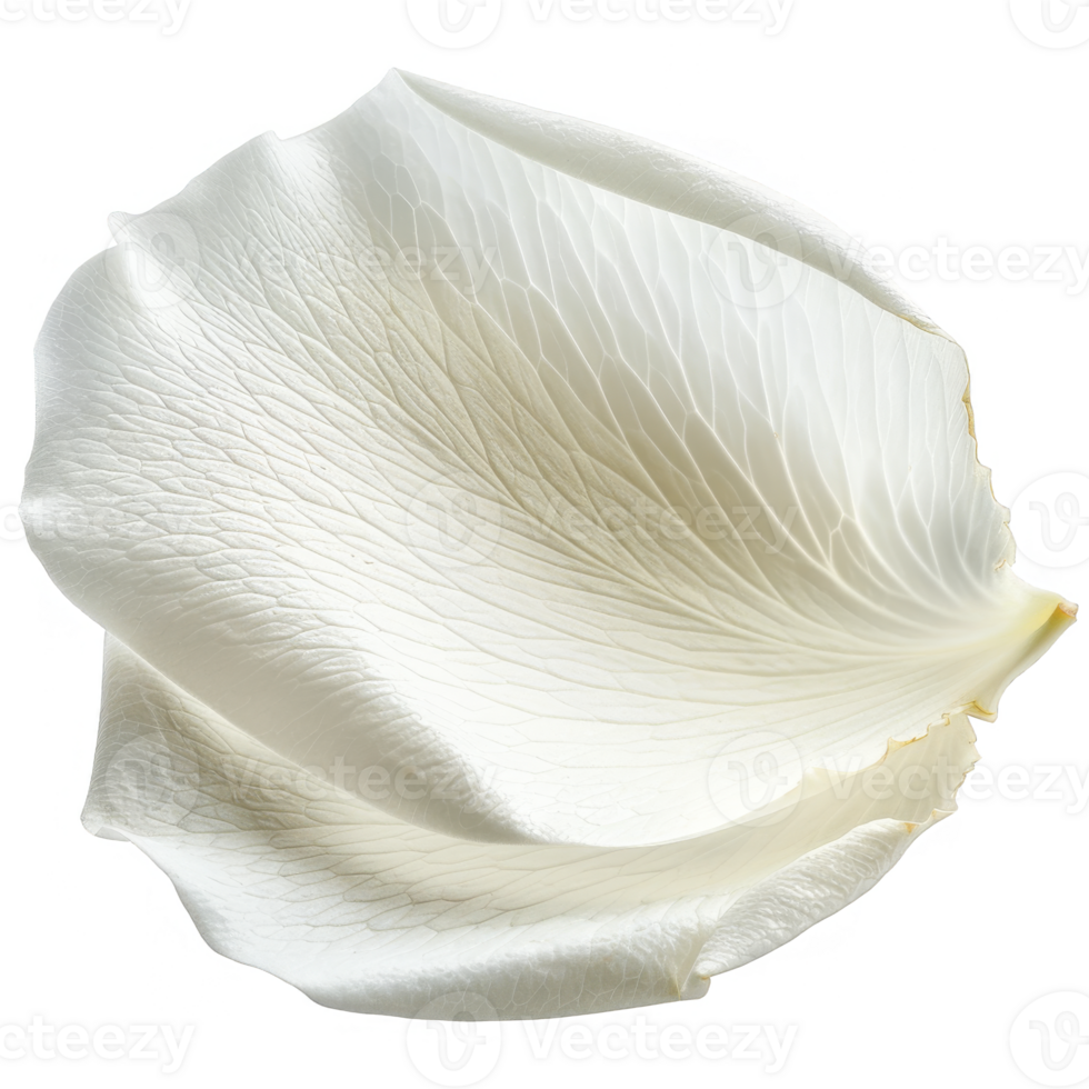 White Rose Petal Isolated on a Transparent Background png
