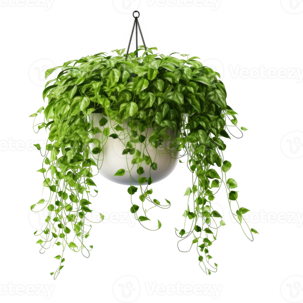 Hanging House Plant Isolated on a Transparent Background png