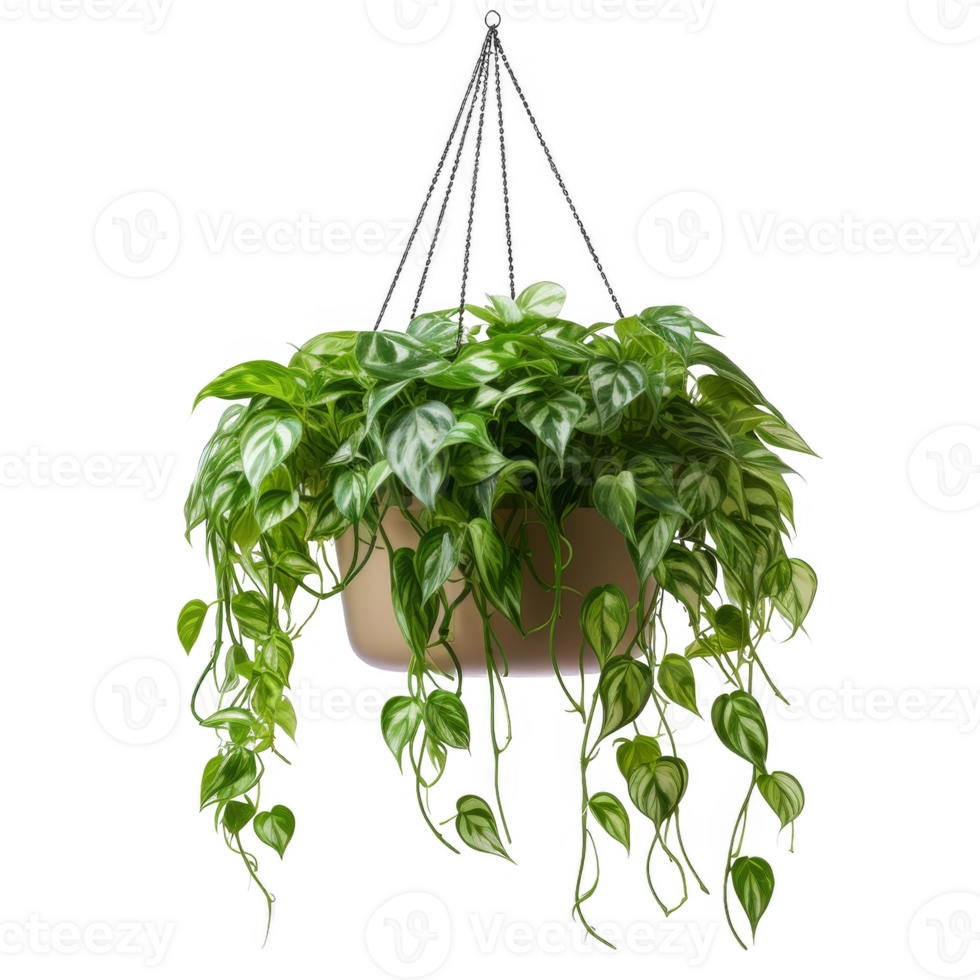 Hanging House Plant Isolated on a Transparent Background png
