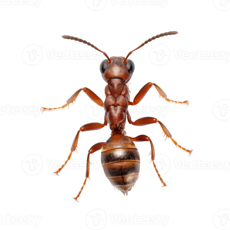 A Close-Up View of a Brown Ant with Prominent Eyes and Spiky Legs png