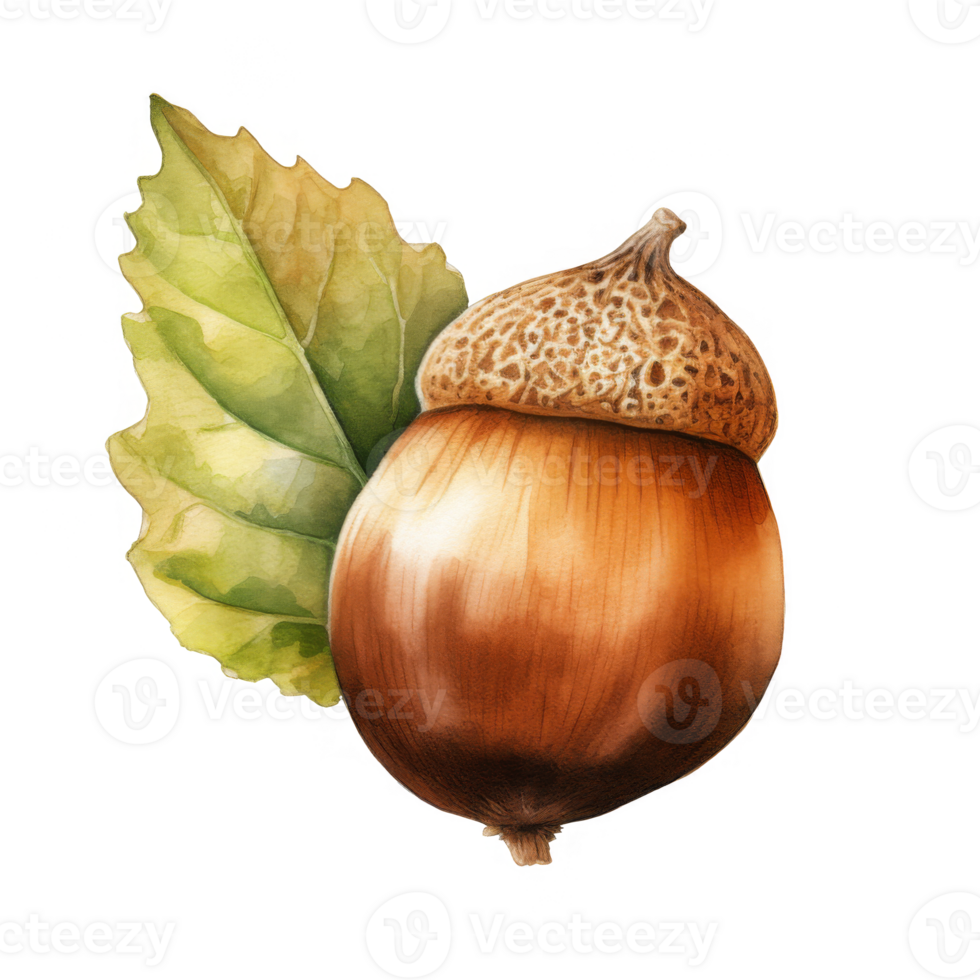 Watercolor Acorn Isolated on a Transparent Background png