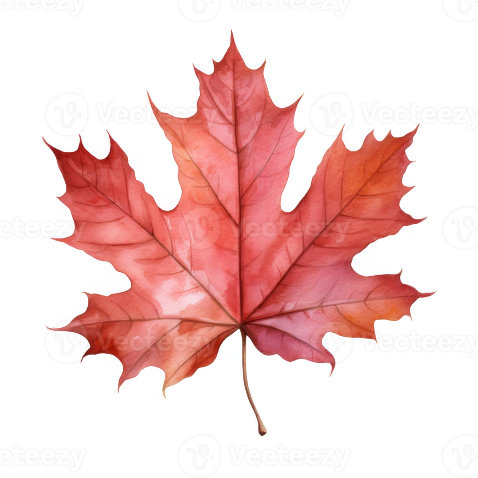 Watercolor Maple Leaf Isolated on a Transparent Background png