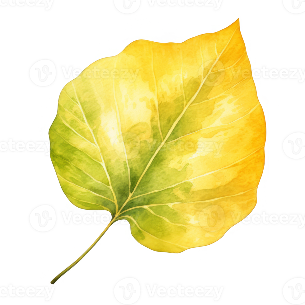 Watercolor Aspen Leaf Isolated on a Transparent Background png